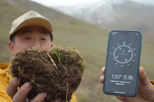 御草集:玉树虫草、那曲虫草,究竟哪个品质更好?