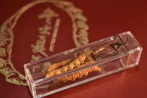 御草集冬虫夏草:送礼送健康,御草集新年礼盒,送礼首选