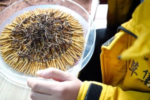 御草集冬虫夏草:老人为什么都吃冬虫夏草?有什么好处?