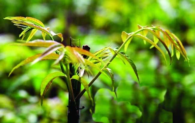 b452e0b3a4ead68dbca784823aa3e651.jpg 香椿11.jpg