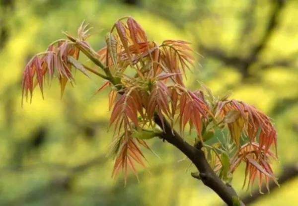 d9a7d0e69fc41b8d4617c569f14ce2cd.jpg 香椿1.jpg