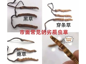 虫草鉴别方法|冬虫夏草如何进行真假鉴别？