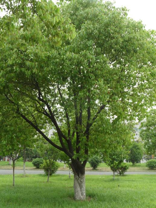 3f5da44c78f0067182e25d23c39c8352.jpg 香樟2.jpg