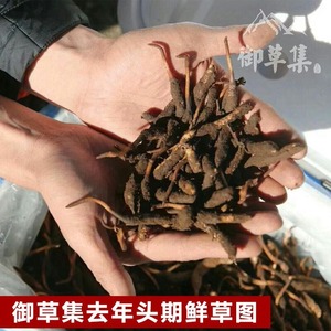 冬虫夏草价格：御草集2022年鲜草季冬虫夏草价格多少钱？