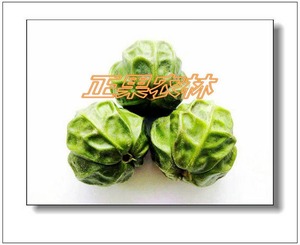 当年新产油桐种子上市供应--正果农林