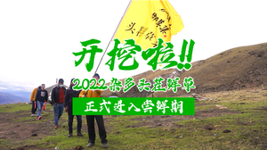 冬虫夏草正式开挖 | 2022高海拔杂多头茬鲜草出土啦!