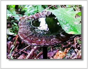 灵芝生料栽培质量好价格高--正果农林