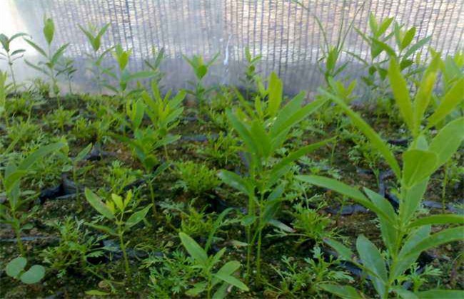 b4772f1fe9b62c0f513c9f3e4854bd54.jpg 檀香苗9.jpg