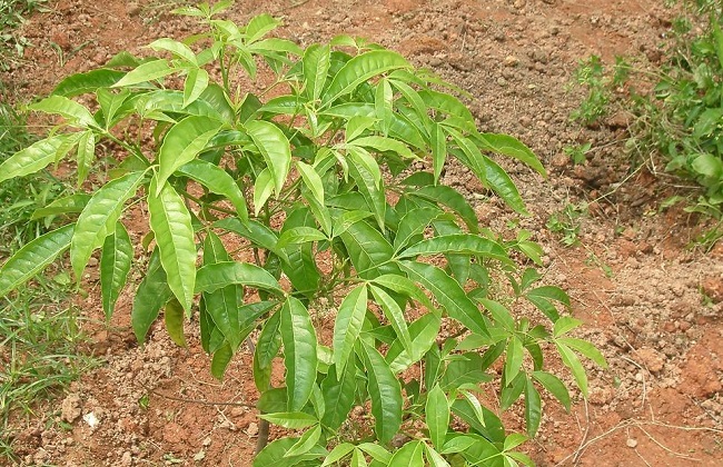 123fa6677f4fe789babfae6d8e13c701.jpg 三叉苦5.jpg