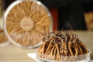 御草集冬虫夏草单方面宣布——鲜草季结束啦！