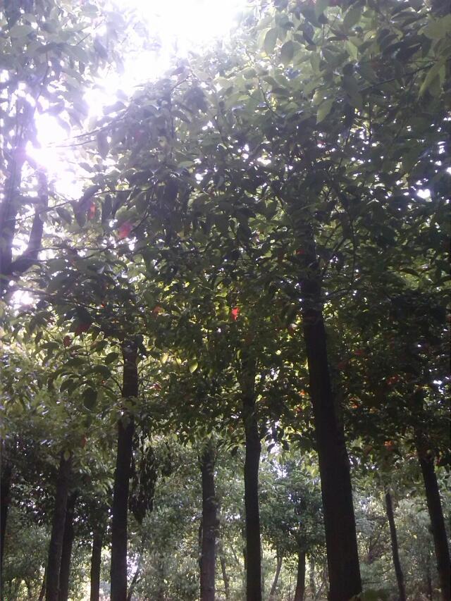 06c94da10d8adfe8c428729e5b500099.jpg 香樟11.jpg