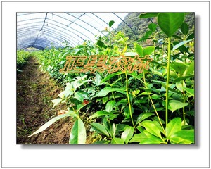 基地直供一级大红八角苗-融安正果农林