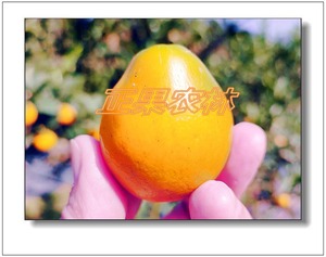 融安一级脆蜜金桔苗上市供应-融安正果农林