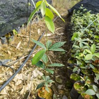 赤皮青冈袋苗 赤皮青冈苗 高度40厘米赤皮青冈