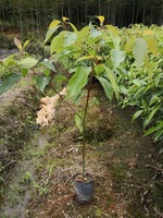 樟树苗 香樟 香樟种子 香樟苗