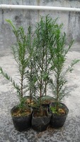 鄂西红豆树苗 花梨木袋苗 红豆树苗