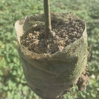 苦槠袋苗 苦槠苗 苦槠小杯苗