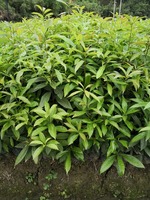 木荷无纺布袋苗  木荷无纺布容器苗  木荷杯苗
