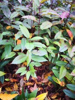福建山樱花袋苗 山樱花袋苗 山樱花无纺布杯苗