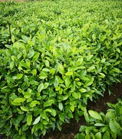 火力楠树苗 火力楠种子 火力楠苗 醉香含笑苗 火力楠袋苗